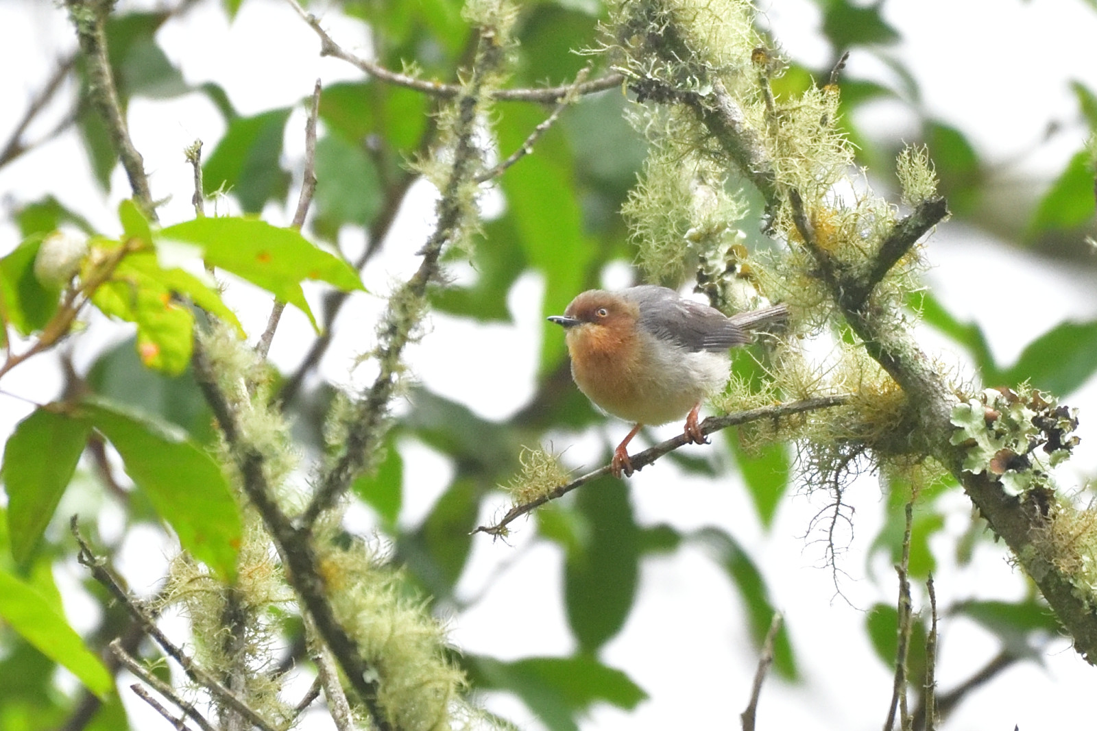 image Chapin's Apalis